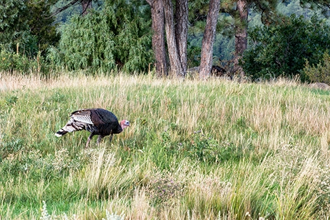 A turkey walking in long grass.