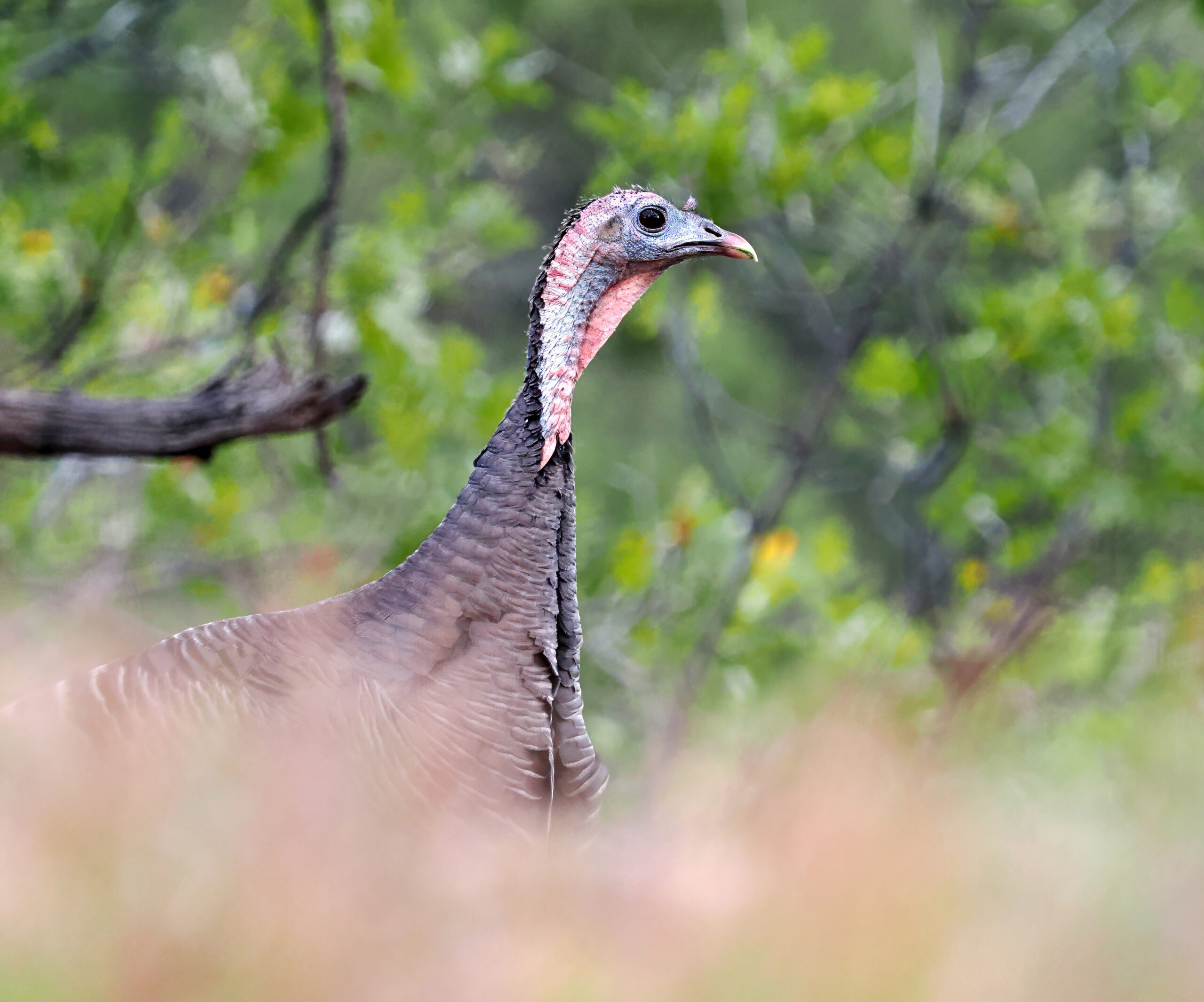 What to Know About Wild Turkeys in The Village - The Village at