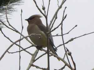 maryloujanocko.bird.1